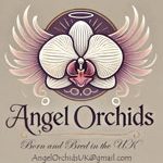 Angel Orchids